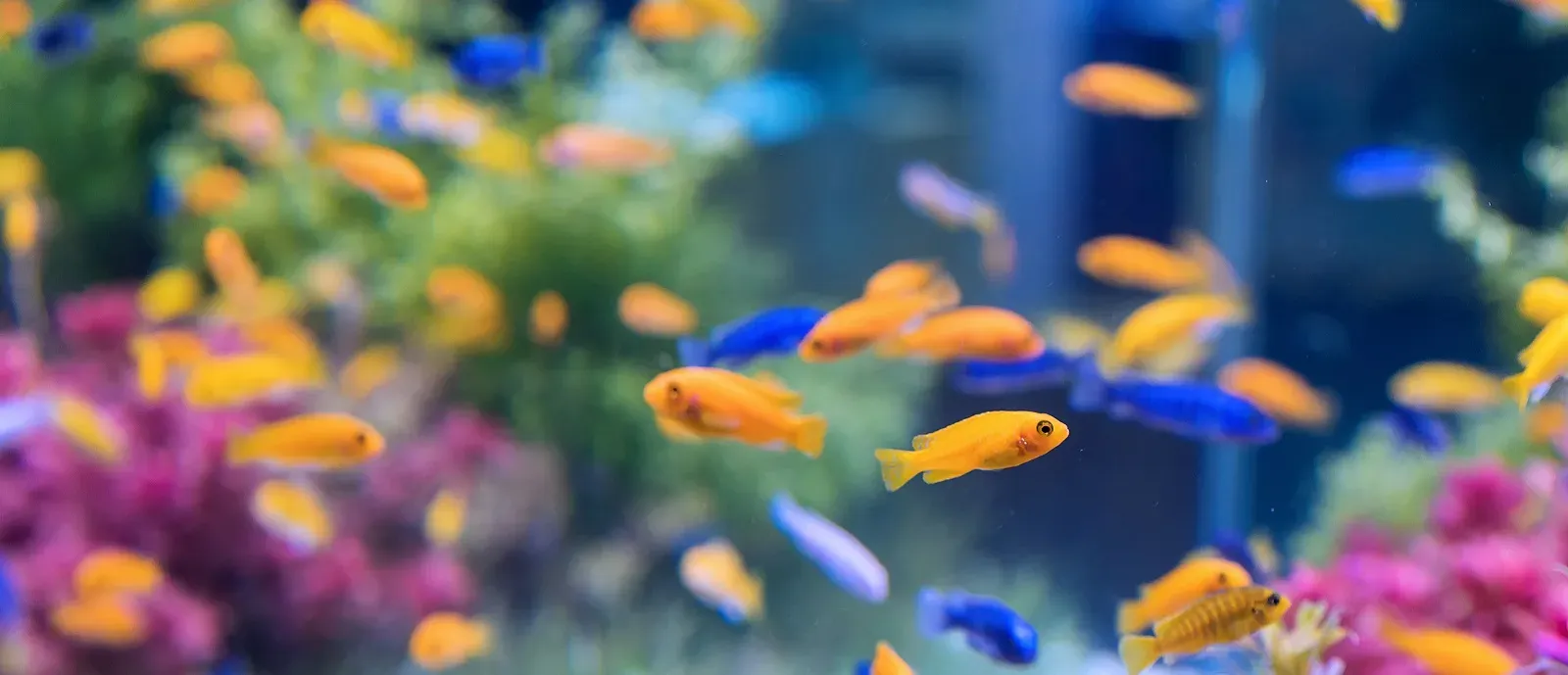 aquarium avec des poissons colorés